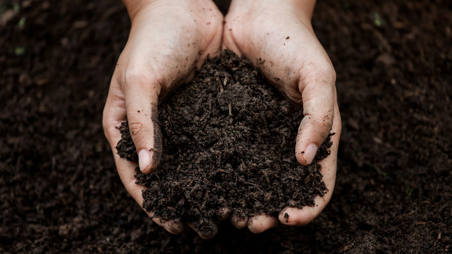 Spring - Limited Edition Fragrance!